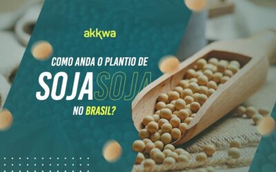 Como anda o plantio da soja no Brasil?